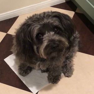 Meet your Posher, Claudia